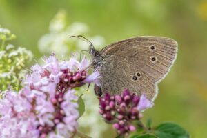 ベビー用スリーパーはガーゼ素材が春夏に最適な理由は？