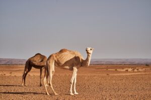 抱っこ紐を使った暑さ対策と夏のお出かけ方法は？