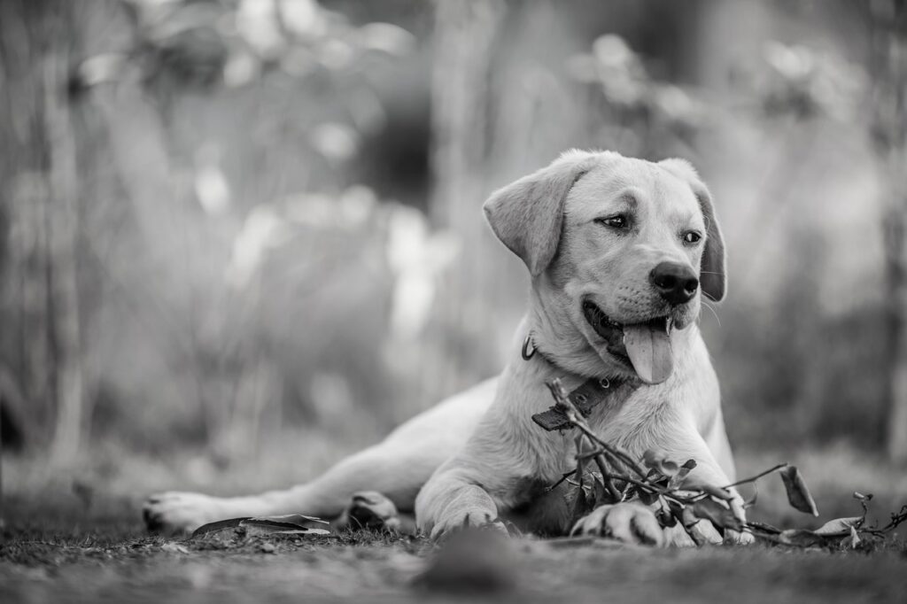 犬の散歩とベビーカーをどうするか両立させる方法は？