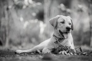 犬の散歩とベビーカーをどうするか両立させる方法は？