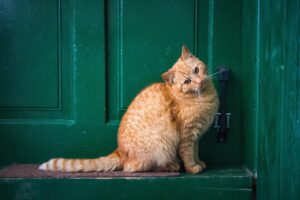 玄関のベビーガードでドアの指はさみを防止する方法は？