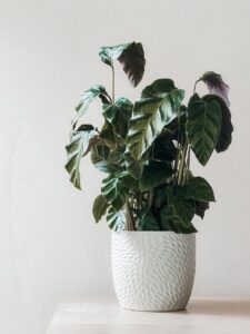 観葉植物を子供が触る時の対策と最適な置き場所は？