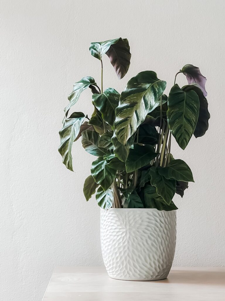観葉植物を子供が触る時の対策と最適な置き場所は？